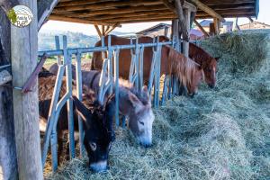 Zvieratá v ubytovaní bed & breakfast alebo blízkom okolí