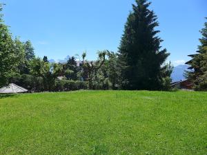 ein Feld mit grünem Gras und einem Baum im Hintergrund in der Unterkunft Apartment Le Miclivier B2 by Interhome in Villars-sur-Ollon