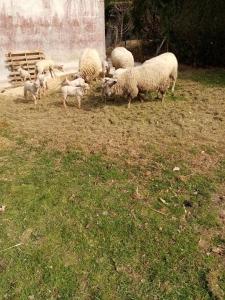a herd of sheep grazing in a field at LA BERGERIE in Tréméreuc