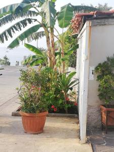 Fotografie z fotogalerie ubytování Appartamenti Tropea Gargano v destinaci Parghelia