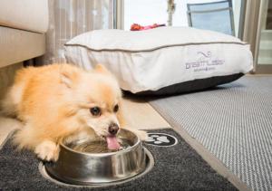 a small dog eating food out of a bowl at Breathless Riviera Cancun Resort & Spa - Adults Only - All inclusive in Puerto Morelos