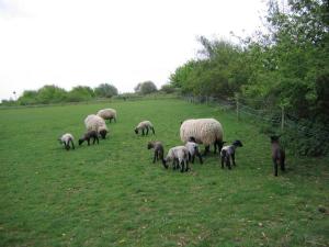 Altri animali domestici presso il bed & breakfast o nei dintorni