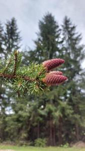 Afbeelding uit fotogalerij van CASA DINCA in Cîmpu lui Neag +36 foto's