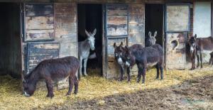 Zvieratá v ubytovaní bed & breakfast alebo blízkom okolí