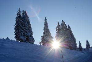 eine Gruppe von Bäumen auf einem schneebedeckten Hang mit der Sonne in der Unterkunft Landhotel-Restaurant Willingshofer in Gasen