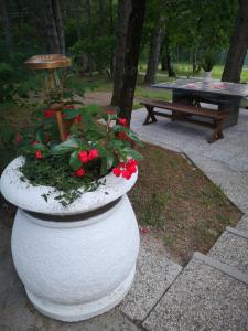 Zahrada ubytování Pineta