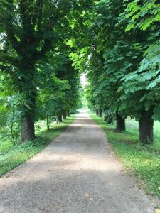 a dirt road with trees on both sides at Ferienwohnung Schloss Schrattenthal in Schrattenthal