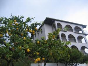 un albero di arancio di fronte a un edificio bianco di Olimpo a Diamante