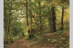 a path in a forest with trees and leaves at 2 Beautiful Apartments in One House in Kidderminster