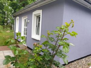 a purple house with a window and a plant at Ferienwohnungen am Rosenhof in Kühlungsborn