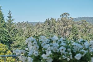 Une bande de fleurs blanches devant les arbres dans l'établissement Peregrina Pension 3, à O Pedrouzo