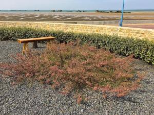 un banco de madera sentado junto a un seto y una planta en Villa lumineuse en front de mer - Gold Beach, en Asnelles