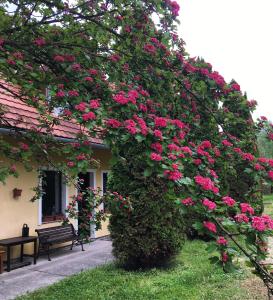 um grande arbusto de rosas rosas em frente a um edifício em Bakonyi Kemencésház em Bakonybél