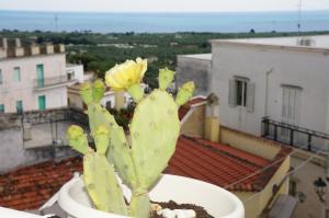 Foto sihtkohas Mattinata asuva majutusasutuse Casa Junno galeriist