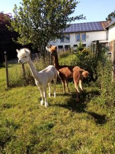 two llamas standing in a field in front of a house at Herzfennerhof Mobilheim in Auw
