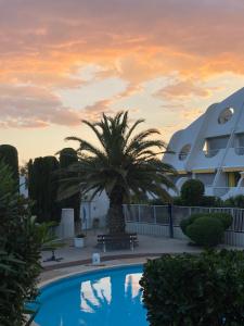 un palmier installé à côté d'une piscine dans l'établissement La Calypso, à La Grande Motte