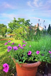 Zahrada ubytování Guesthouse Olei