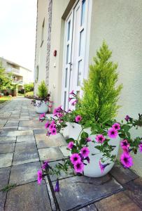 Zahrada ubytování Guesthouse Olei