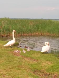 un groupe de cygnes et de bébés debout dans l'herbe près d'un lac dans l'établissement Pulemchanka, à Pulemets