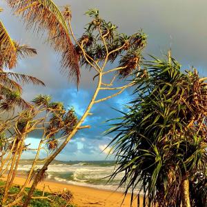 een strand met palmbomen en de oceaan bij Mirage Beach House at Morava Court in Hikkaduwa