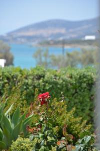 a red flower in front of a bush with water in the background at ThalaSEA - village Antiparos in Antiparos