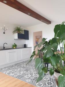 a living room with a potted plant and a kitchen at Apartament Panorama in Jeżów Sudecki