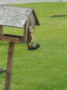a bird is eating out of a bird house at Siedlisko Waliszówka in Bystrzyca Kłodzka