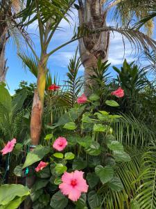 Zahrada ubytování Palm Garden Papamoa Beach Paradise