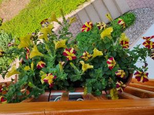 eine Topfpflanze mit bunten Blumen in einem Pflanzer in der Unterkunft Biosphärenzimmer Bad Urach in Bad Urach