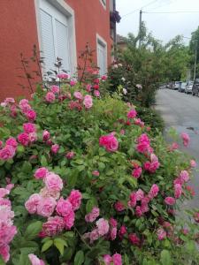 Une bande de roses roses roses devant un bâtiment dans l'établissement Apartman Nana Jagodina, à Jagodina