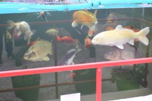 a group of fish in a tank in an aquarium at Seashells Beach Hotel in Sutton on Sea