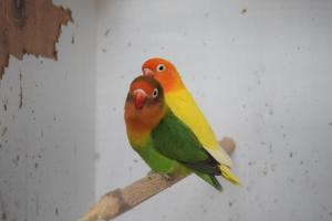 two birds sitting on top of a branch at Seashells Beach Hotel in Sutton on Sea