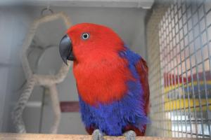 a red and blue bird sitting on top of a table at Seashells Beach Hotel in Sutton on Sea