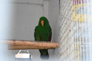 a green bird sitting on a wooden rail at Seashells Beach Hotel in Sutton on Sea