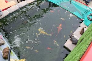 a pond filled with lots of kites in the water at Seashells Beach Hotel in Sutton on Sea