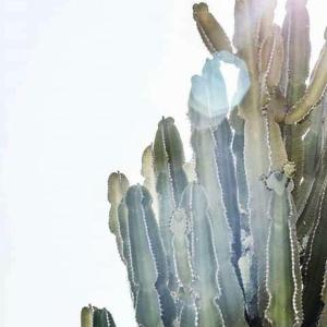 a cactus with a blue bird sitting on top of it at Tenuta Tropeano in Tropea