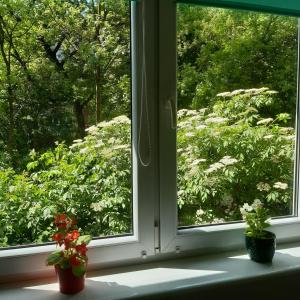 dois vasos de plantas sentados no parapeito da janela em Global Trip Apartament em Tychy