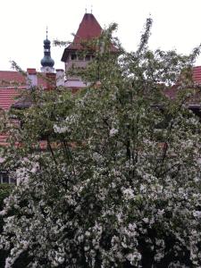 Fotografie z fotogalerie ubytování Gábriel Apartman v destinaci Kőszeg