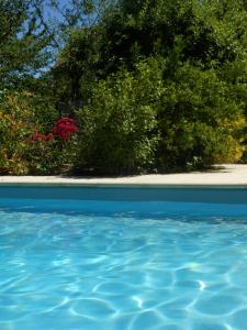 a swimming pool with blue water in front of plants at Le Clos de la Vigneronne in Messas
