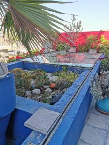 Um jardim no exterior de Bayt Alice Hostel