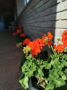 Ảnh trong thư viện ảnh của Szamóca Vendégház ở Dudar +18 ảnh