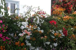 Kebun di luar SPIROS & HIROKO Hotel - ADULTS ONLY