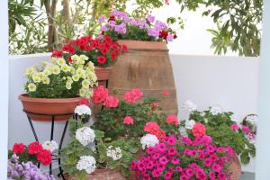 Kebun di luar SPIROS & HIROKO Hotel - ADULTS ONLY
