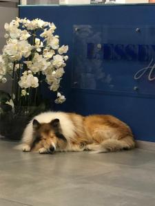 a dog laying on the floor next to a blue wall at L'Essenza Hotel in Olbia