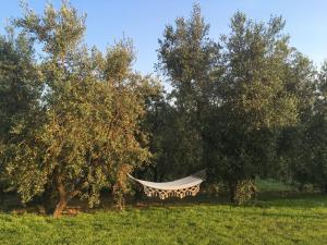 Zahrada ubytování Agriturismo La Casina nel Vigneto