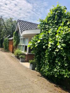 a house with a large hedge in front of it at Prins Heerlijk in Sassenheim