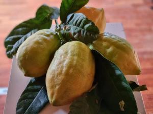 un groupe de citrons et de feuilles sur une table dans l'établissement B&B Il Grillo, à Santa Maria del Cedro