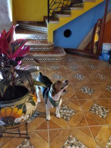 Mascotas con sus dueños en Hotel Villarreal