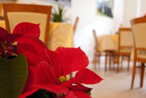 uma flor vermelha num vaso num quarto em B&B Angela em Scanno