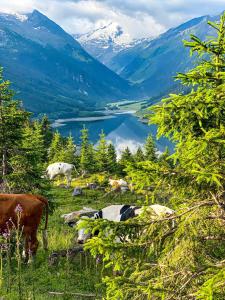 un grupo de vacas pastando en una colina con vistas a un lago en Ferienwohnung Schiestl, en Zell am Ziller